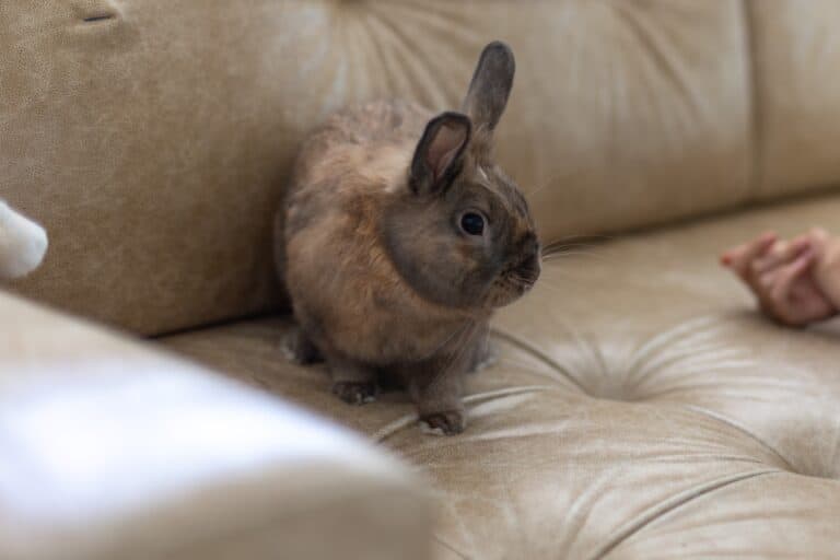 Pet rabbit of the sofa in the concept of 'Managing Pet Transportation When Moving House to Wood Green'.